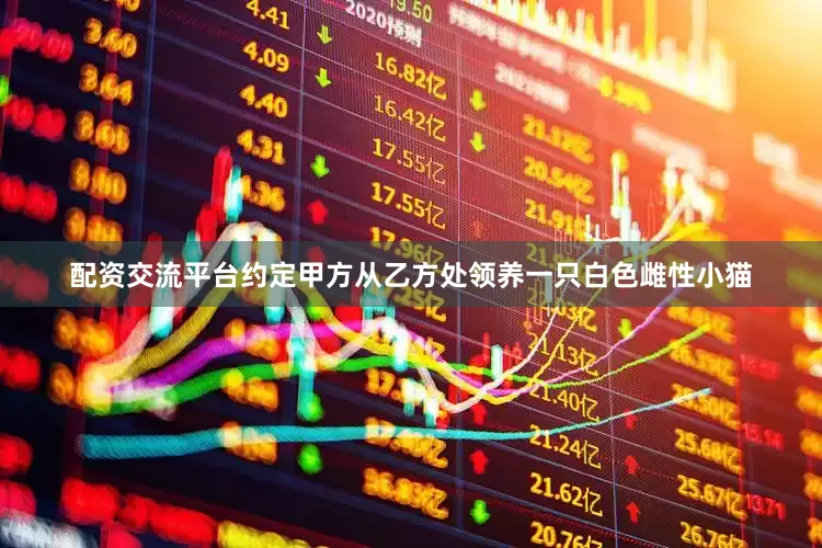 配资交流平台约定甲方从乙方处领养一只白色雌性小猫